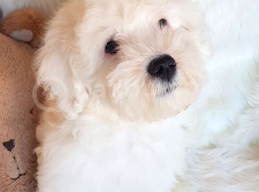 Wc Eğitili Orijinal Maltipoo Yavru görsel