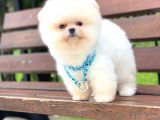 Pomeranian Boo Teddy Face Erkek Yavrumuz