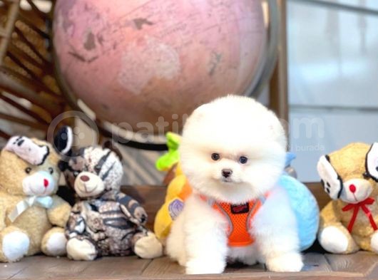 Yavru Patiler Güvencesiyle Pomeranian Yavrular görsel
