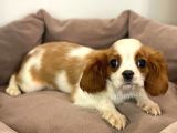Safkan Cavalier King Charles Erkek Yavrular