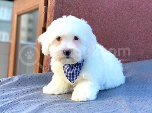 Maltes Terrier Mini Erkek Yavrumuz görsel