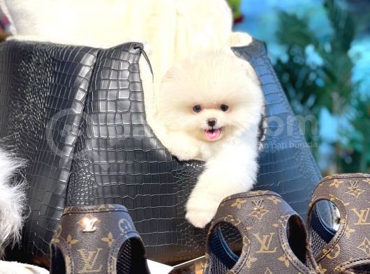Yavru Patiler Güvencesiyle Pomeranian Yavrular görsel
