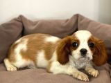 Safkan Cavalier King Charles Erkek Yavrular
