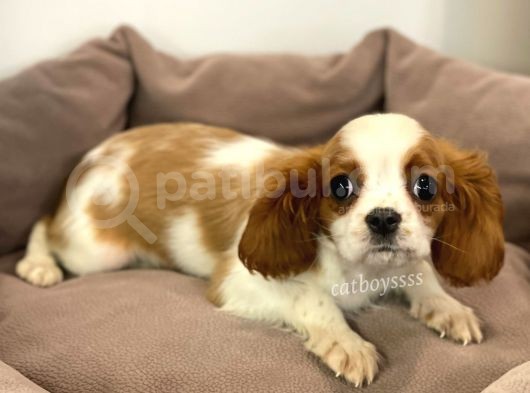 Safkan Cavalier King Charles Erkek Yavrular
