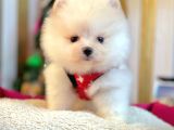 Ayı Surat Boo Pomeranian Yavrular