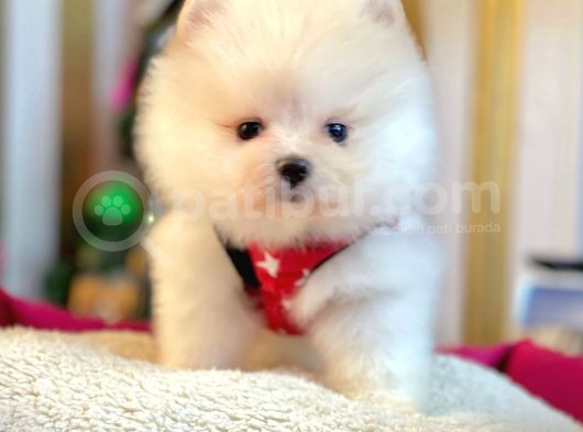 Ayı Surat Boo Pomeranian Yavrular görsel