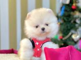 Ayı Surat Boo Pomeranian Yavrular