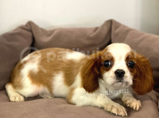 Safkan Cavalier King Charles Erkek Yavrular görsel