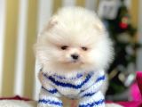 Krem Beyaz Boo Pomeranian Yavrular