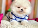 Krem Beyaz Boo Pomeranian Yavrular