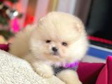 Safkan Pomeranian Boo Yavrularımız