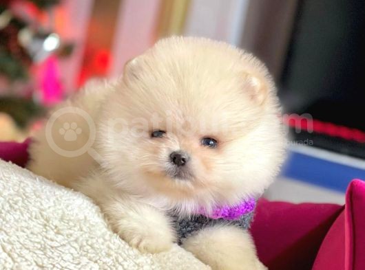 Safkan Pomeranian Boo Yavrularımız