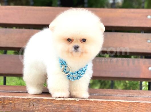 Teddy Face Pomeranian Boo Yavrumuz görsel