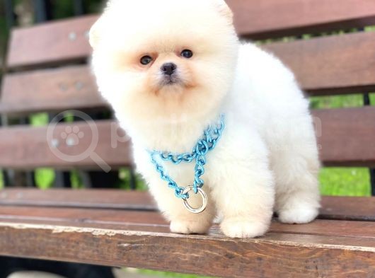 Teddy Face Pomeranian Boo Yavrumuz görsel