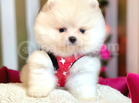 Ayı Surat Boo Pomeranian Yavrular