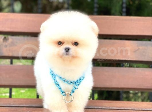 Pomeranian Boo Yavrular görsel