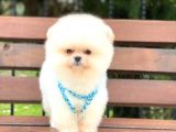 Pomeranian Boo  Dişi &Erkek  Siz Hangisini Istersiniz