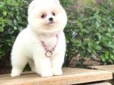 Pomeranian Boo Yavrular