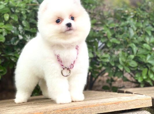 Pomeranian Boo Yavrular görsel