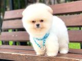 Pomeranian Boo  Dişi &Erkek  Siz Hangisini Istersiniz