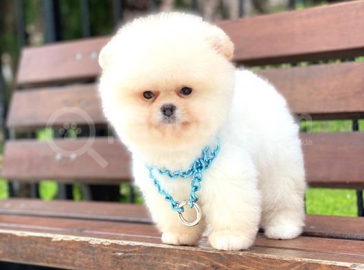 Pomeranian Boo  Dişi &Erkek  Siz Hangisini Istersiniz görsel