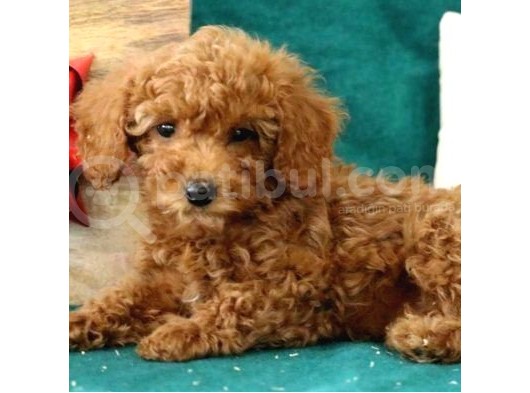 Toy Poodle Dişi 4 Aylik