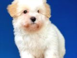 Kış Günü Evinizi Isındıracak Erkek Maltipoo Yavrum
