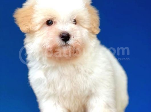 Kış Günü Evinizi Isındıracak Erkek Maltipoo Yavrum görsel
