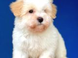 Kış Günü Evinizi Isındıracak Erkek Maltipoo Yavrum