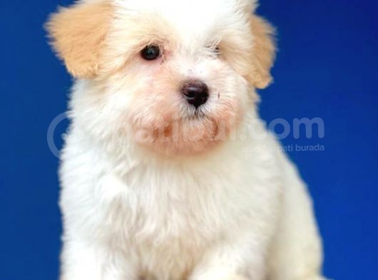 Kış Günü Evinizi Isındıracak Erkek Maltipoo Yavrum görsel