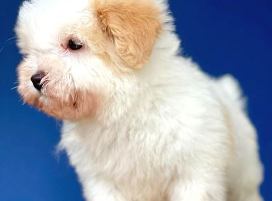 Kış Günü Evinizi Isındıracak Erkek Maltipoo Yavrum