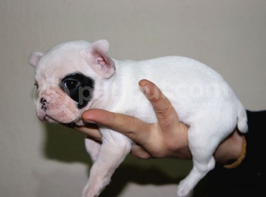 Kusursuz French Bulldog Yavru Di̇şi̇leri̇mi̇z Safkan görsel