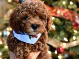 Red Toy Poodle Yavruları