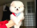 Pomeranian Boo Yavrular