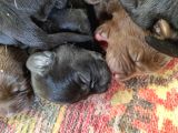 Yeni Doğan Labrador Yavrumuza Yuva Arıyoruz
