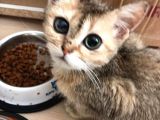 Golden Renkli Scottish Fold  4 Aylık