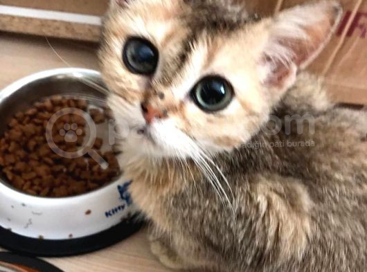 Golden Renkli Scottish Fold  4 Aylık görsel