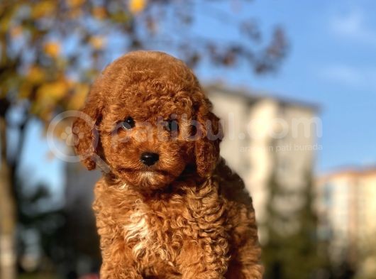Bebek Surat Toy Poodle Yavrularimiz