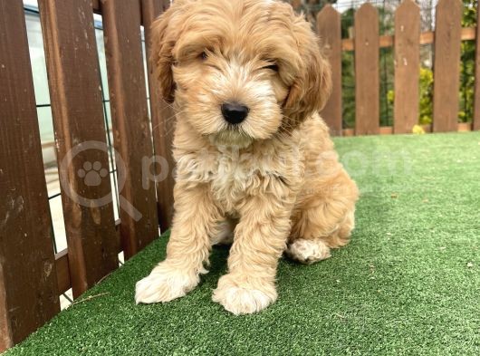 Orjinal F2 Jenerasyon Maltipoo Yavrularimiz görsel