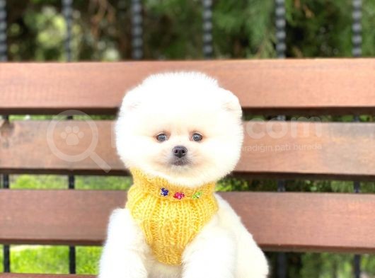 Pomeranian Boo Teddy Face Erkek Yavrumuz