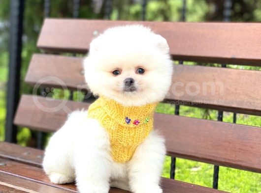 Pomeranian Boo Teddy Face Erkek Yavrumuz görsel