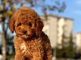 Bebek Surat Toy Poodle Yavrularimiz