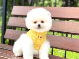 Ayıcık Surat Pomeranian Boo Yavrumuz