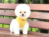 Pomeranian Boo Teddy Face Erkek Yavrumuz