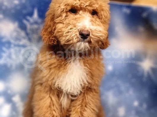 Türki̇yede Tek Mi̇ni̇ Labradoodle Bebekler