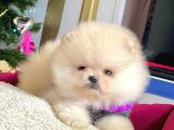 Ayı Surat Sevimli Boo Pomeranian Yavrular
