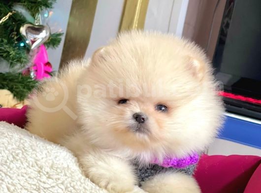 Ayı Surat Sevimli Boo Pomeranian Yavrular görsel