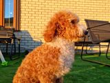 Türki̇yede Tek Mi̇ni̇ Labradoodle Bebekler