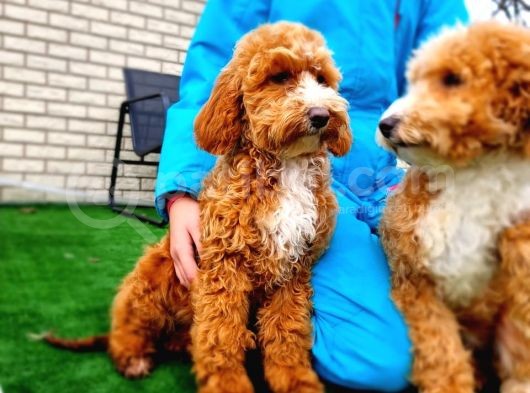 Türki̇yede Tek Mi̇ni̇ Labradoodle Bebekler görsel