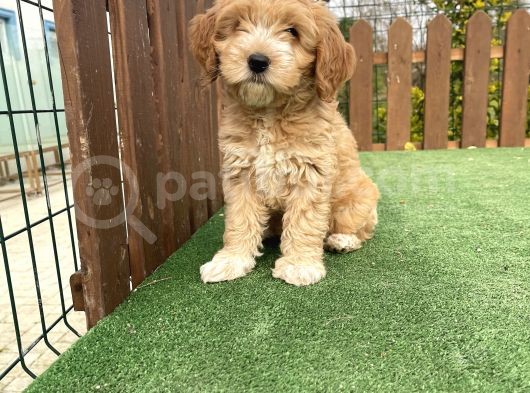 F2 Orjinal Maltipoo Yavrular Muhtesem görsel